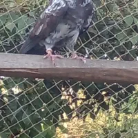 کبوتر‌پرشی