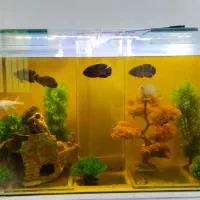 آکواریوم بزرگ مخصوص خاص پسندا