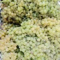 کشمش برای دوشاب
