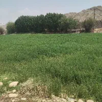یونجه