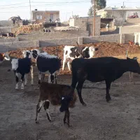 کود گاوی خالص برای باغبانی وکشاورزی