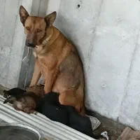 سگی گرگی