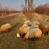 گوسفد|حیوانات مزرعه|اشنویه, |دیوار