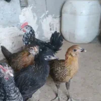 جوجه مرغ و خروس