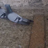 سبز نر چشم زرد 250 پشت باز