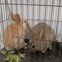 خرگوش