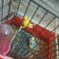 طوطی برزیلی|پرنده|بروجرد, |دیوار