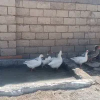غاز|حیوانات مزرعه|اهواز, کوی علوی|دیوار