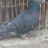 کفتر کبوتر|پرنده|تهران, سنائی|دیوار