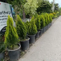کامیس نوکدار