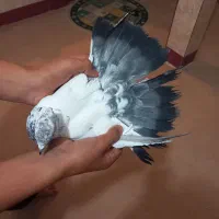 کبوتر غریب گیر