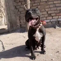 پیتبول واگذاری بزورگ و کو چ یک|سگ|مشهد, همت آباد|دیوار