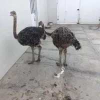 سلام دوعدد شترمرغ فروشی