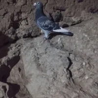 کبوتر پلاکی