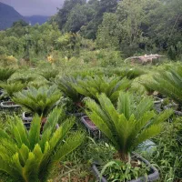 سیکاس|گل و گیاه طبیعی|چابکسر, |دیوار
