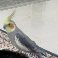 گمشده عروس هلندی