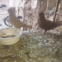 کفتر|پرنده|بیرجند, |دیوار