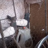 جفت سینه سیا