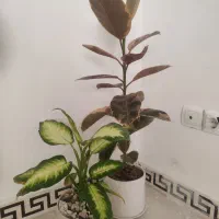 گل آپارتمانی