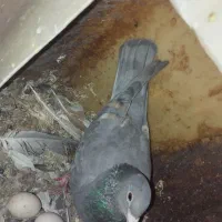 کبوترجفت نر طاووسی و ماده خط زرد