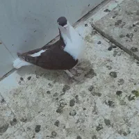 کفتر|پرنده|سبزوار, امام خمینی (ناوی)|دیوار