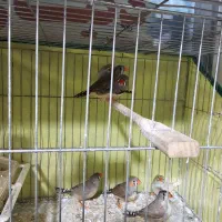 ۵ عدد فنچ زبرا اصیل