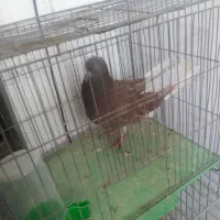 نر سرخ اسطوره|پرنده|قم, پامنار|دیوار