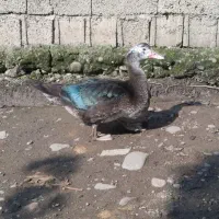 فروش اردک اسرائیلی نروماده|حیوانات مزرعه|املش, |دیوار