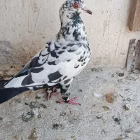 کفتر سوسکی بزک نر درجه یک