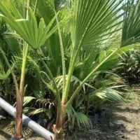 پالم نشایی موجودی صد هزارتا