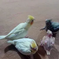 جوجه عروس هلندی|پرنده|مسجد سلیمان, |دیوار