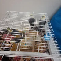 ۶ عدد عروس هلندی با قفس|پرنده|اسلامشهر, شهرک الهیه|دیوار