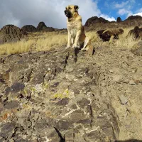 سگ سراب سگ گله