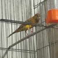 قناری نر و ماده ۶تا یکجا یا تک