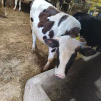 دو عدد گوساله سیمنتال نر|حیوانات مزرعه|نظر کهریزی, |دیوار