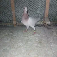 کله هما پرشی و طوقی|پرنده|سبزوار, ولیعصر (نجار آباد)|دیوار