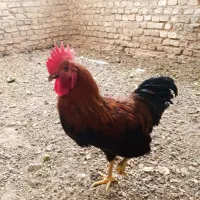 خروس چاق کشتنی وداشتنی