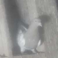 یک جفت سینه سیاه با کله زرد و جوجه شون سینه مشکی