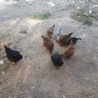 مرغ خانگی توخمی