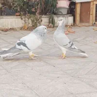 یک جفت بدرنگ درشت کارخانه