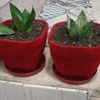 گل طبیعی زیبا