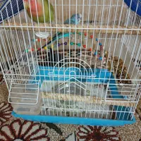 طوطی و مرغ عشق|پرنده|دهگلان, |دیوار