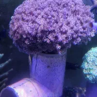 انواع شقایق سنگ و لوپی آبشور abshor|خزنده|تهران, جوادیه تهرانپارس|دیوار