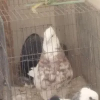 کفتر طوقی سرور سالم