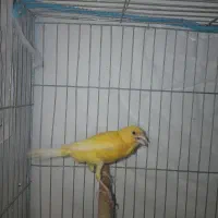 جفت قناری لاکی|پرنده|شیراز, کوشک میدان|دیوار