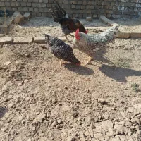 خروس آمروک اصل