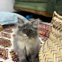 گربه
