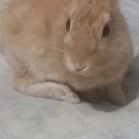 خرگوش