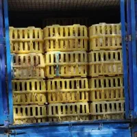 فروش بوقلمون|حیوانات مزرعه|الشتر, |دیوار