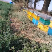 فروش زنبور عسل شمال